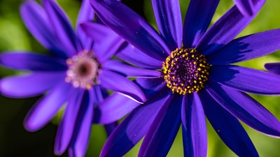 Macro photography of the purple flowers
